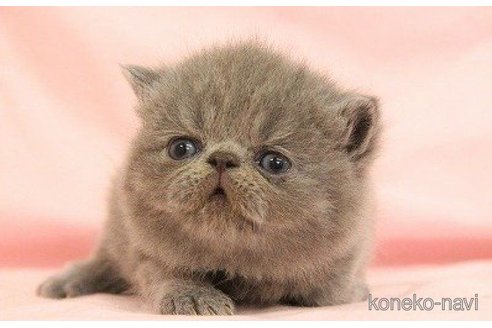 販売中の東京都のエキゾチックショートヘア-62079の4枚目