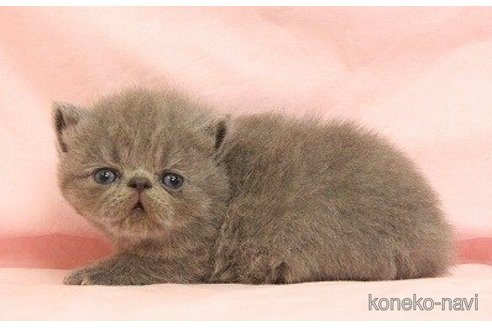 販売中の東京都のエキゾチックショートヘア-62079の5枚目