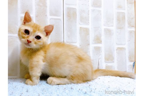 成約済の東京都のマンチカン(短足)-53888の2枚目