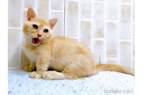 成約済の東京都のマンチカン(短足)-53888の3枚目