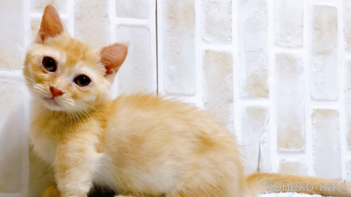 成約済の東京都のマンチカン(短足)-53888の1枚目