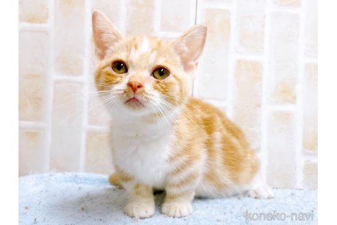 成約済の東京都のマンチカン(短足)-60195の2枚目