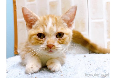 成約済の東京都のマンチカン(短足)-60195の3枚目