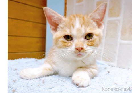 成約済の東京都のマンチカン(短足)-60195の4枚目