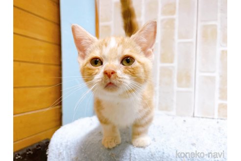 成約済の東京都のマンチカン(短足)-60195の5枚目