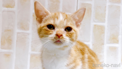 成約済の東京都のマンチカン(短足)-60195