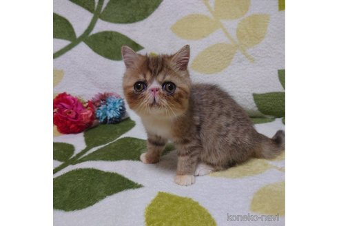 成約済の大阪府のエキゾチックショートヘア-62137の1枚目