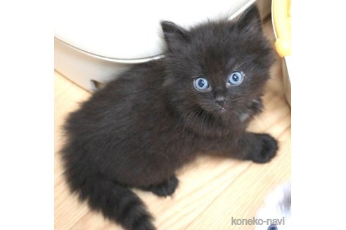 成約済の茨城県のノルウェージャンフォレストキャット-62144の1枚目