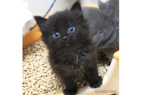 成約済の茨城県のノルウェージャンフォレストキャット-62144の3枚目