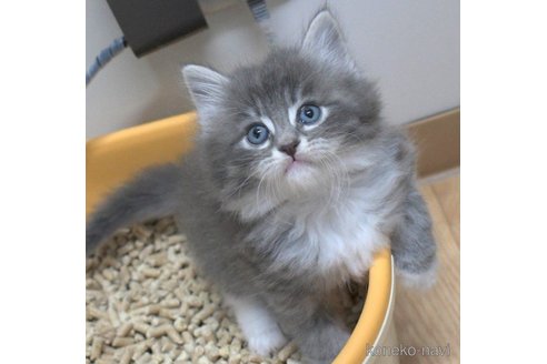 成約済の茨城県のノルウェージャンフォレストキャット-62146の1枚目