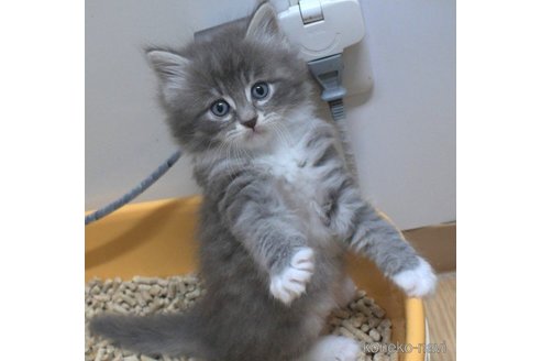 成約済の茨城県のノルウェージャンフォレストキャット-62146の3枚目