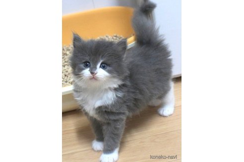成約済の茨城県のノルウェージャンフォレストキャット-62149の3枚目
