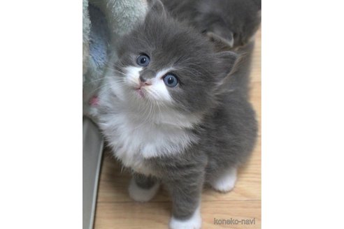 成約済の茨城県のノルウェージャンフォレストキャット-62149の4枚目