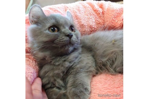 成約済の愛知県のミヌエット(短足)-62163の5枚目