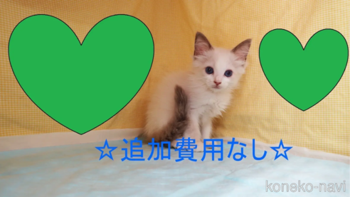 成約済の東京都のラグドール-61664の1枚目