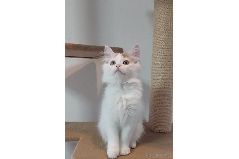 販売中の大分県のマンチカン-56805