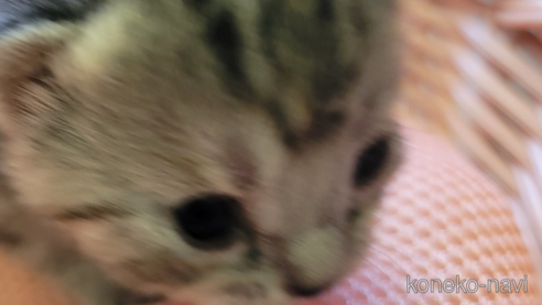 成約済の千葉県のスコティッシュフォールド-62515の8枚目