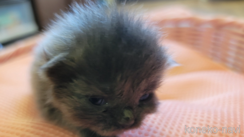 成約済の千葉県のスコティッシュフォールド-62518の6枚目