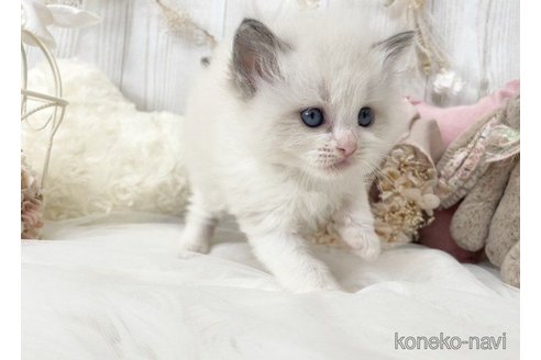 成約済の大阪府のラグドール-62404の4枚目
