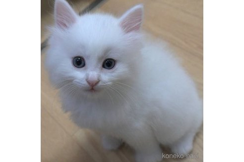 成約済の茨城県のノルウェージャンフォレストキャット-62438の2枚目