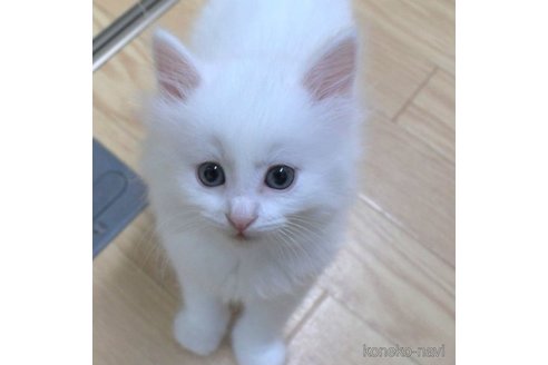 成約済の茨城県のノルウェージャンフォレストキャット-62438の3枚目