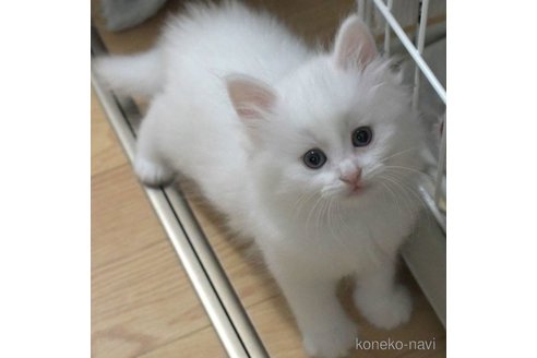 成約済の茨城県のノルウェージャンフォレストキャット-62438
