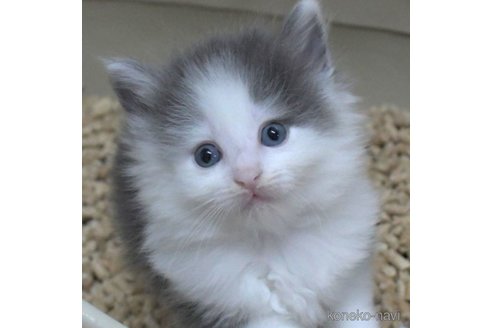 成約済の茨城県のノルウェージャンフォレストキャット-62440の3枚目