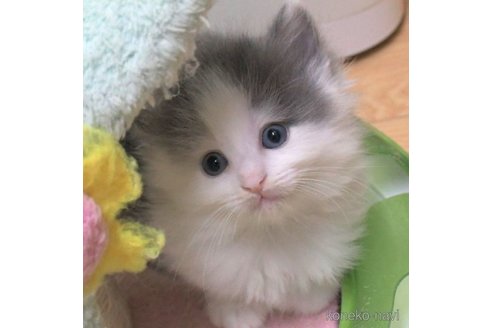 成約済の茨城県のノルウェージャンフォレストキャット-62440の4枚目