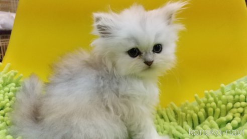 成約済の愛知県のペルシャ(チンチラ)-59853の3枚目