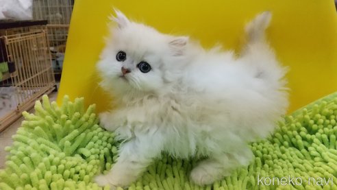 成約済の愛知県のペルシャ(チンチラ)-59854の4枚目