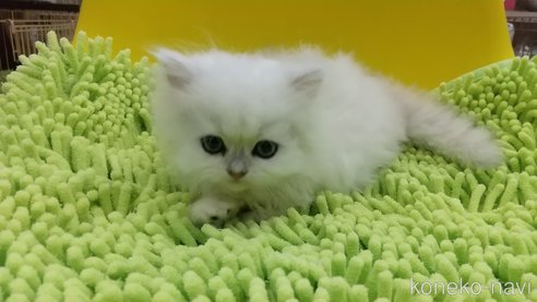 成約済の愛知県のペルシャ(チンチラ)-59854の3枚目