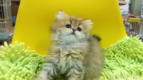 成約済の愛知県のペルシャ(チンチラ)-59852の7枚目