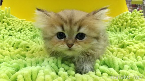 成約済の愛知県のペルシャ(チンチラ)-59852の6枚目