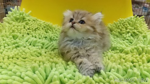 成約済の愛知県のペルシャ(チンチラ)-59852の5枚目
