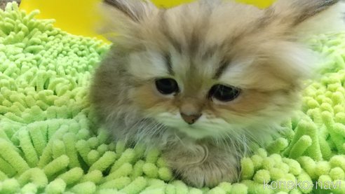 成約済の愛知県のペルシャ(チンチラ)-59852の3枚目