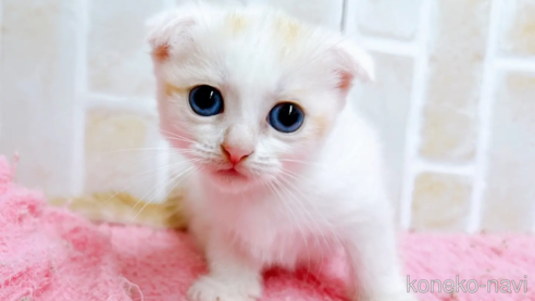 成約済の東京都のマンチカン(短足)-61359