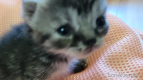 成約済の千葉県のスコティッシュフォールド-62515の7枚目