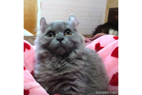 成約済の愛知県のミヌエット(短足)-62163の4枚目