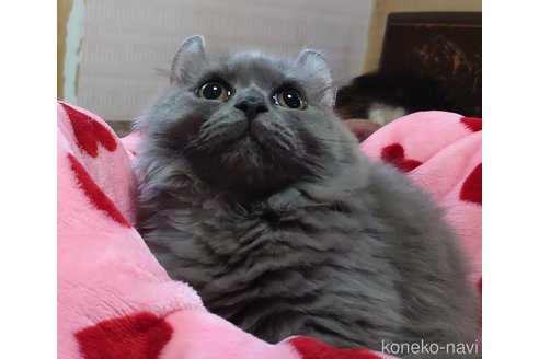 成約済の愛知県のミヌエット(短足)-62163の3枚目