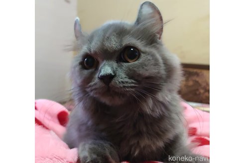 成約済の愛知県のミヌエット(短足)-62163の2枚目