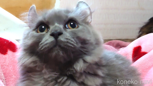 成約済の愛知県のミヌエット(短足)-62163