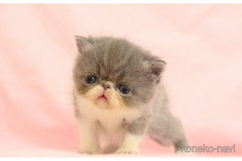 販売中の東京都のエキゾチックショートヘア-62727の5枚目
