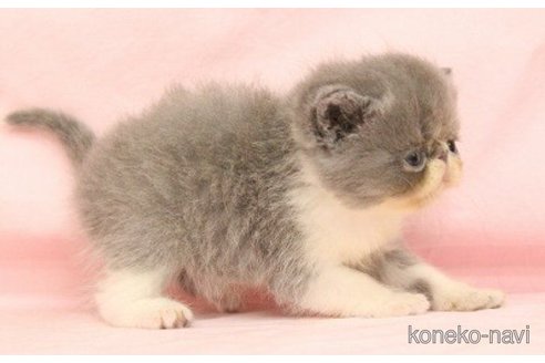 販売中の東京都のエキゾチックショートヘア-62727の4枚目