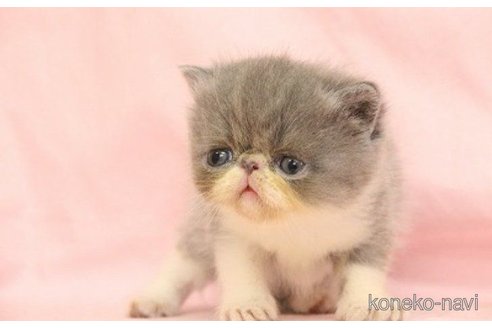 販売中の東京都のエキゾチックショートヘア-62727の1枚目