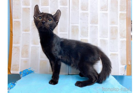 成約済の東京都のアメリカンカール-59695の2枚目