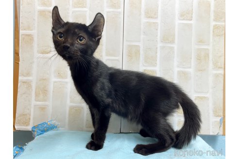 アメリカンカール_オリジナルペットシルエットミニ黒板ボード_猫グッズ_名入れ_PET-TEP_ENT_186_323        