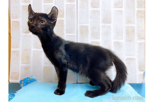 成約済の東京都のアメリカンカール-59695の4枚目