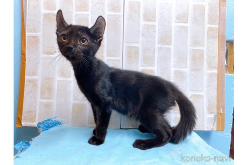 成約済の東京都のアメリカンカール-59695の5枚目