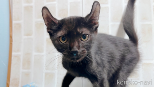 成約済の東京都のアメリカンカール-59695の1枚目