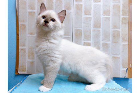 成約済の東京都のラグドール-58107の2枚目